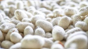 Catalytic Development Programme