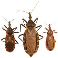 Chagas disease