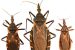 Chagas disease