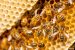 Colony Collapse Disorder