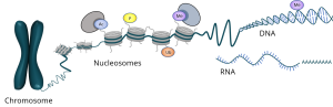 Epigenetics and Methylation