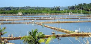 Freshwater Aquaculture in India