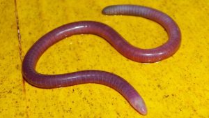 Gegeneophis primus