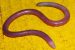 Gegeneophis primus
