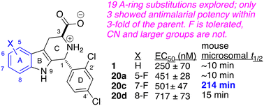 Isopentenyl Pyrophosphate in Malaria Context