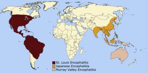 Murray Valley encephalitis