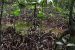Myristica swamps