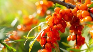 National Mission on Seabuckthorn