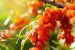 National Mission on Seabuckthorn
