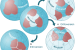Orthoversion and Introversion Models of Supercontinent Formation
