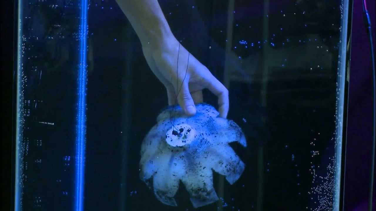 Robojelly