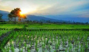 System of Rice Intensification