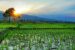 System of Rice Intensification