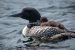 Common Bird Monitoring Program
