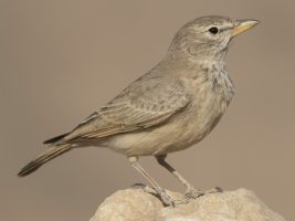 Desert Lark