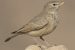 Desert Lark