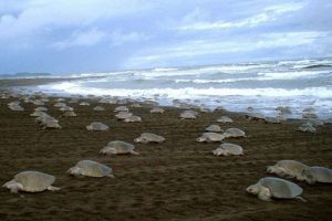 Gahirmatha Marine Sanctuary