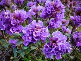 Neelakurinji