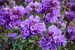 Neelakurinji