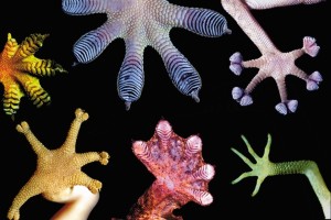 Biomimetics