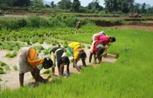 Koraput Traditional Agricultural System