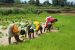 Koraput Traditional Agricultural System