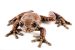Frog named after Prince Charles