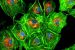 Green Fluorescent Protein