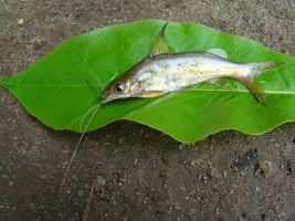 Nilgiri Mystus habitat and distribution