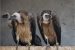 Vulture Breeding Facilities in India