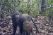 Lesula Monkey