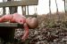 Legal status of an unborn child