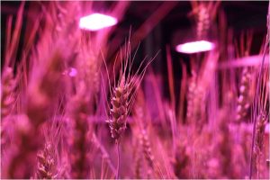 Effect of Rice and Wheat Containers on Fruit Ripening Speed
