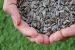 National Mission on Seeds