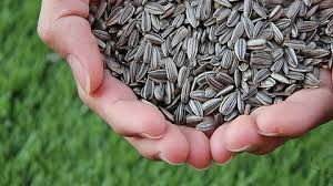 National Mission on Seeds