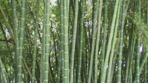 Beema Bamboo