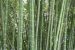 Beema Bamboo