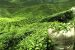 Assam will follow  “Chaibagaan time”
