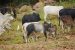 Cattle Island