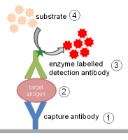 Enzyme-Linked Immunosorbent Assay