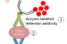 Enzyme-Linked Immunosorbent Assay