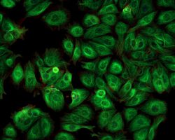 Green Fluorescence Protein