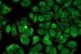 Green Fluorescence Protein