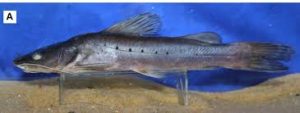 Nilgiri Mystus 