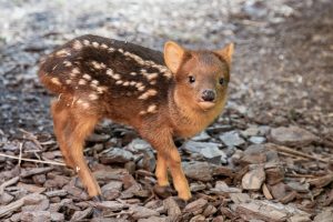 Pudu