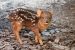 Pudu