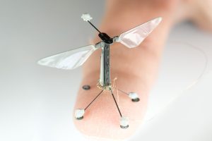 RoboBee