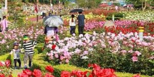 Rose Festival