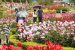 Rose Festival