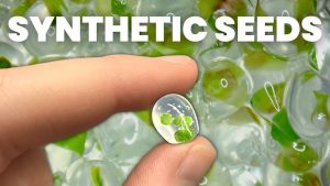 Synthetic Seeds